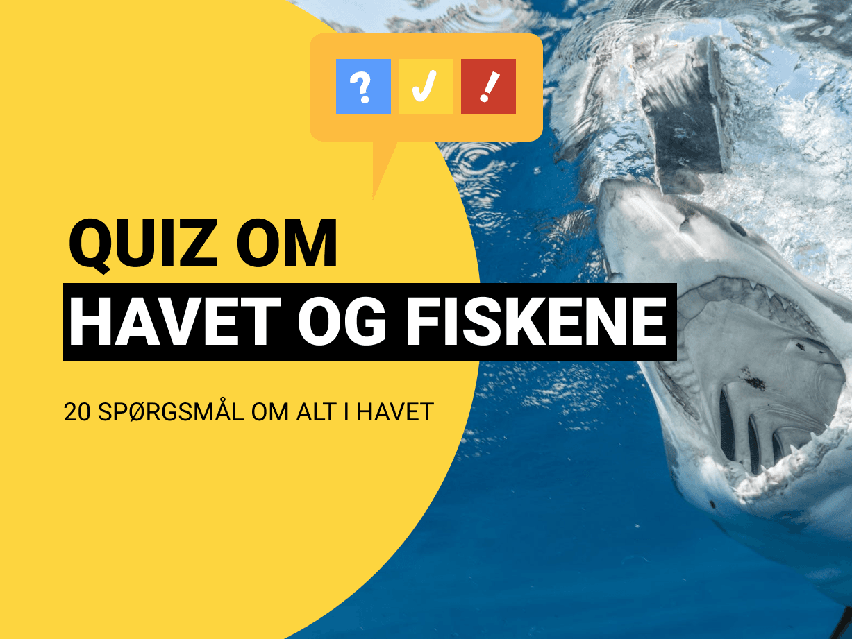 Quiz Om Havet: 20 spørgsmål om alt i havet
