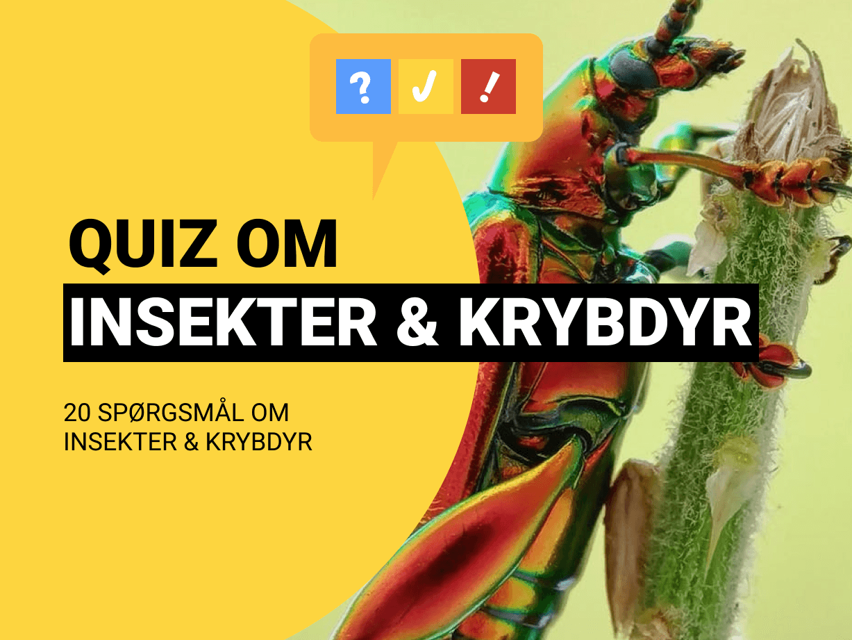 Quiz Om Insekter & Krybdyr: Test din viden om dyrene