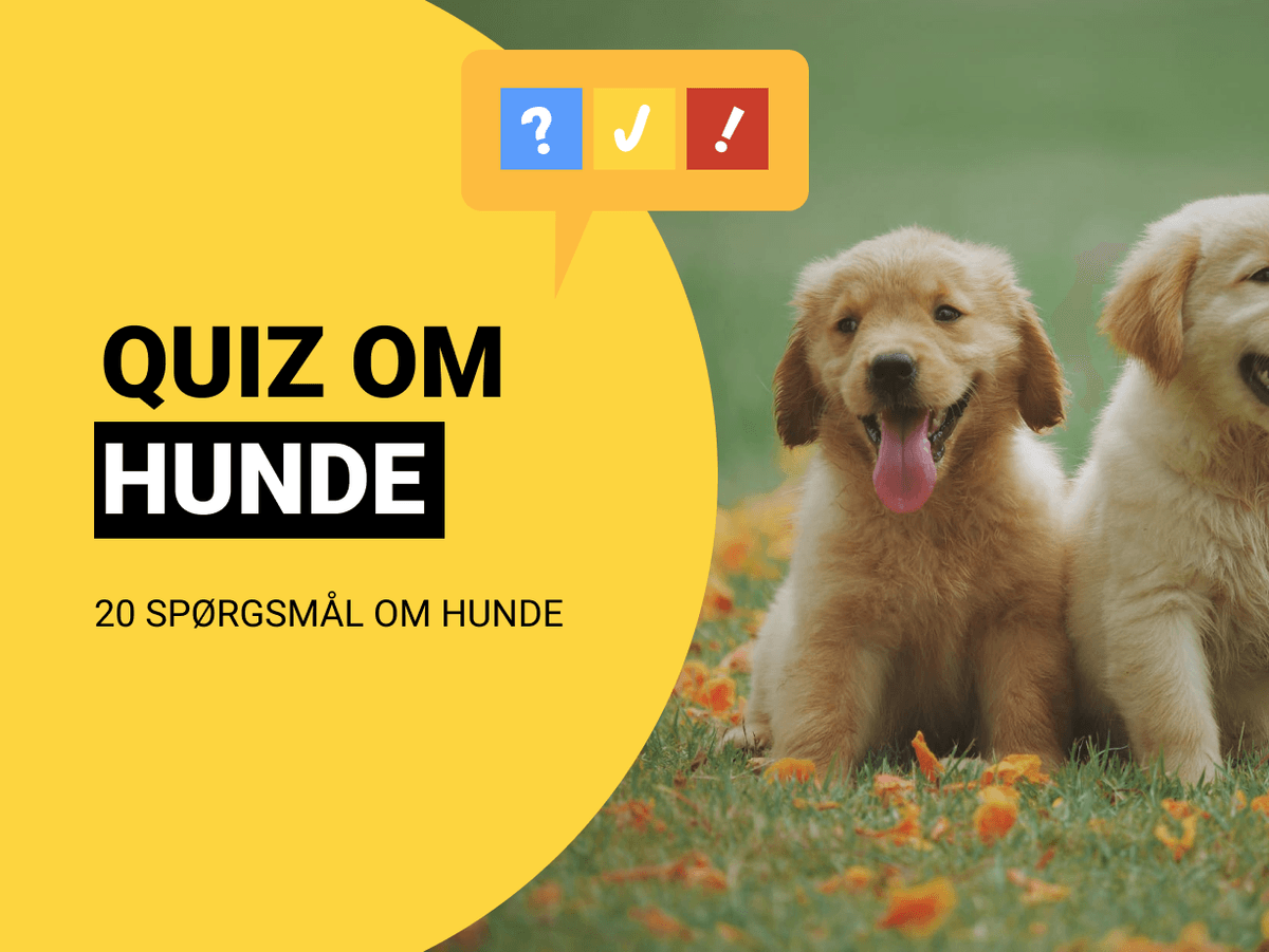 quiz-om-dyr-dyrequiz-med-42-sp-rgsm-l-og-svar