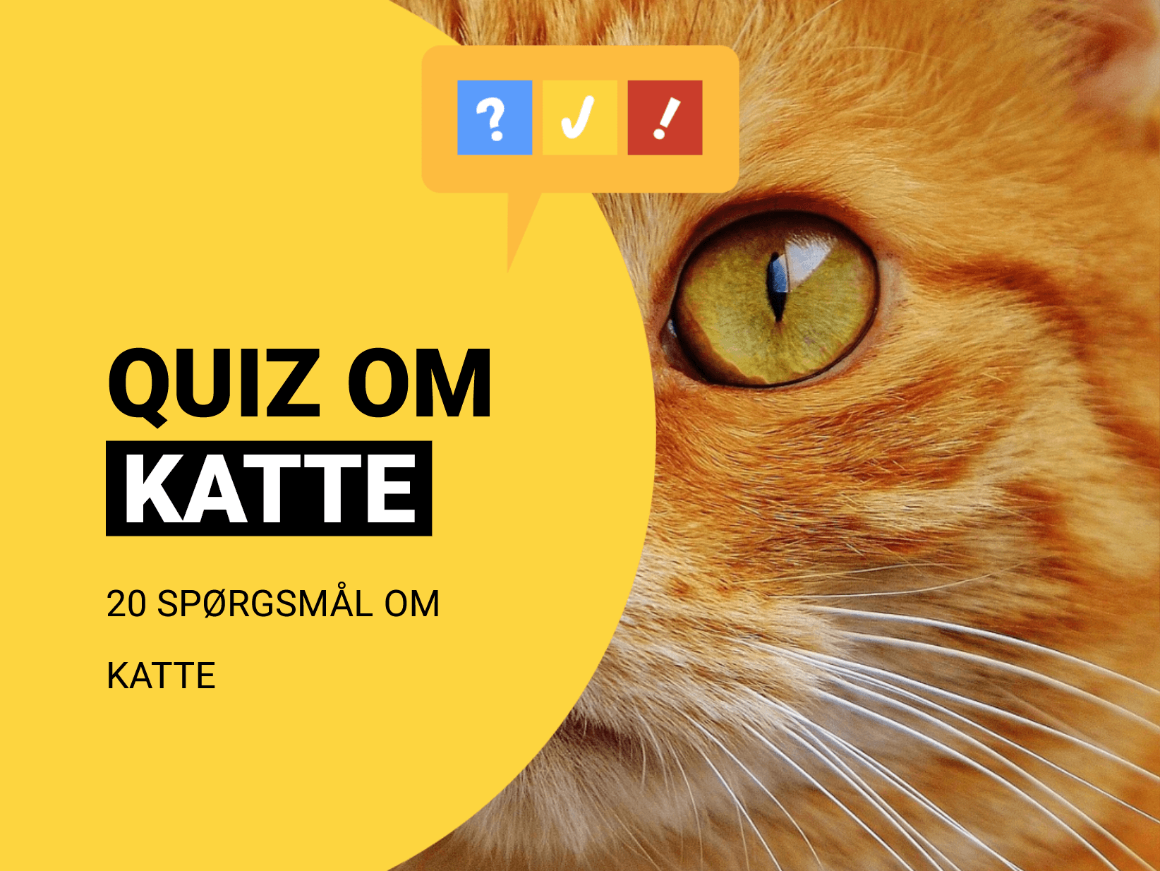 Dansk quiz om katte: Kattequiz med 20 spørgsmål og svar