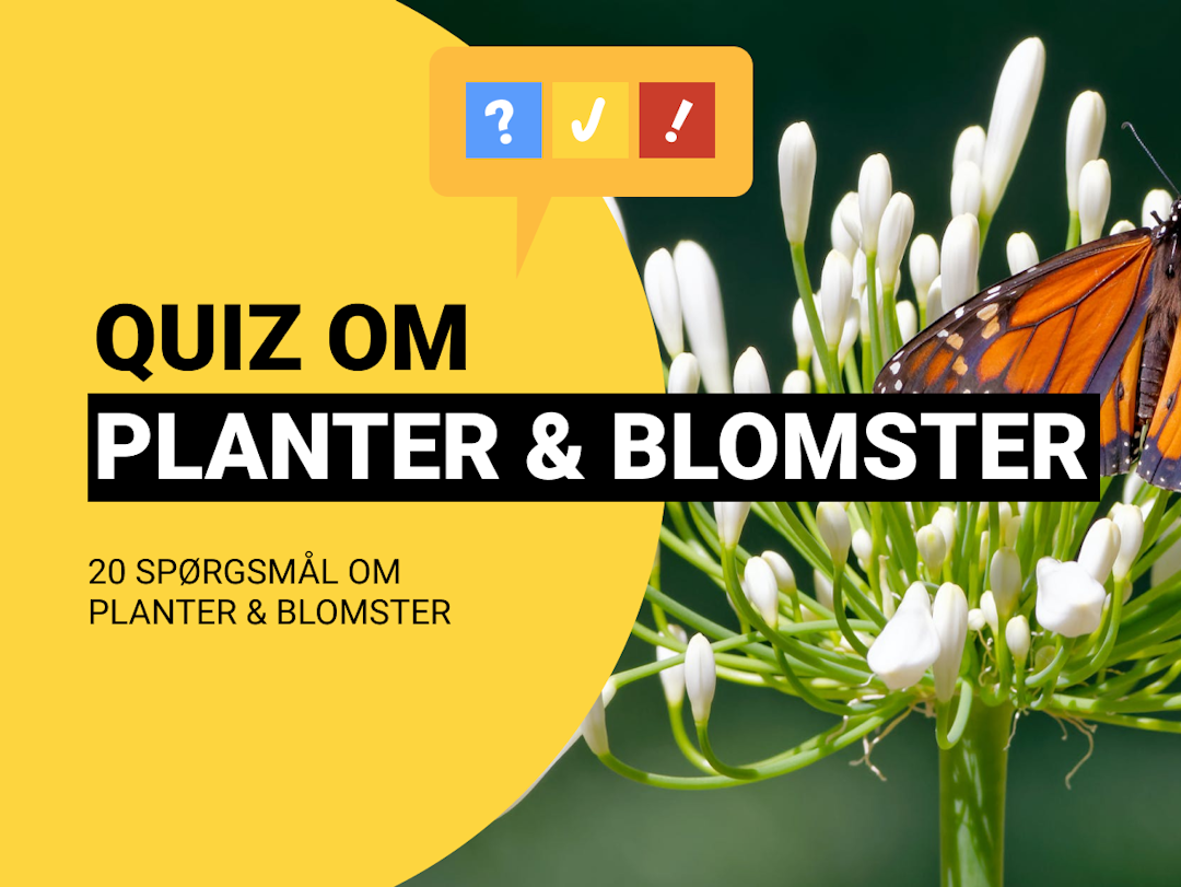 Quiz Om Planter Og Blomster: 20 spørgsmål om planter