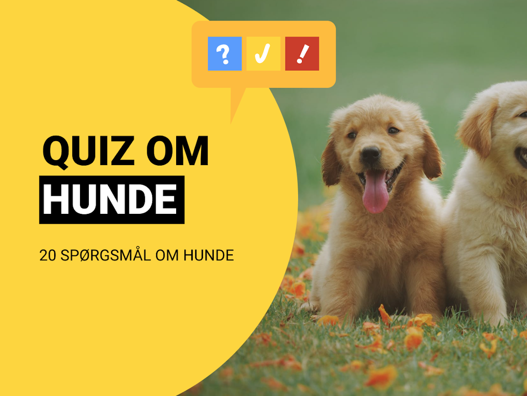 Quiz Om Hunde: 20 spørgsmål og svar med hundequiz